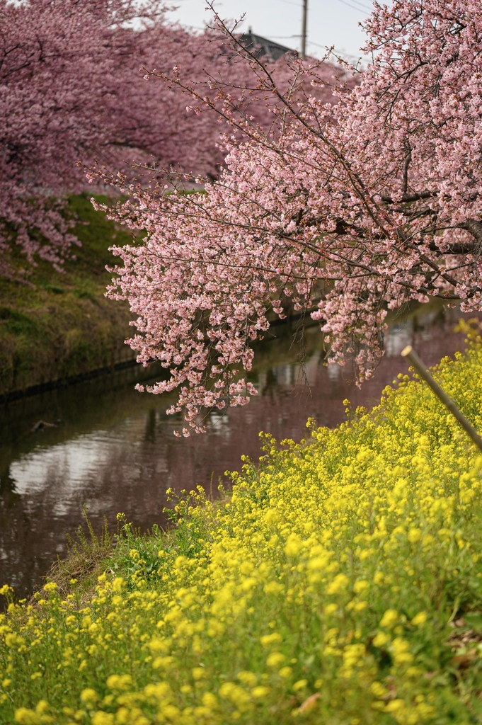 青毛堀川の河津桜1