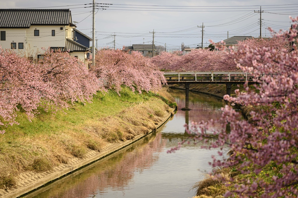 青毛堀川12