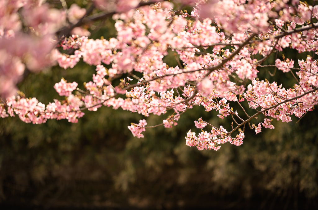 青毛堀川の河津桜5