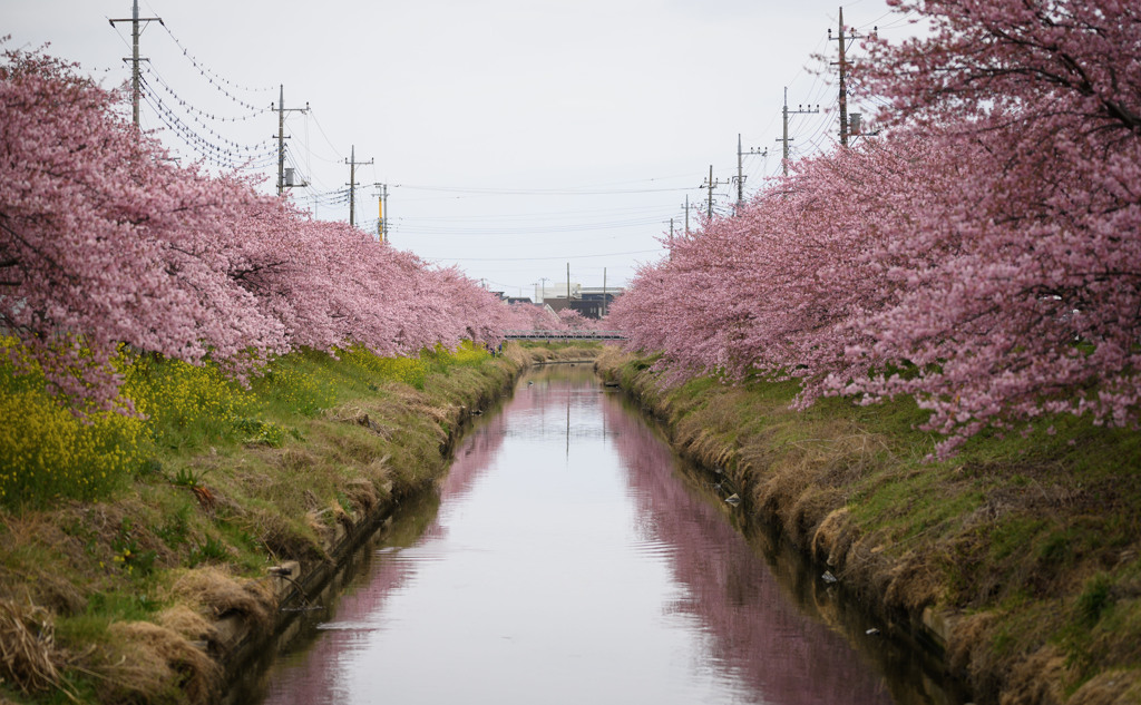 青毛堀川の河津桜8