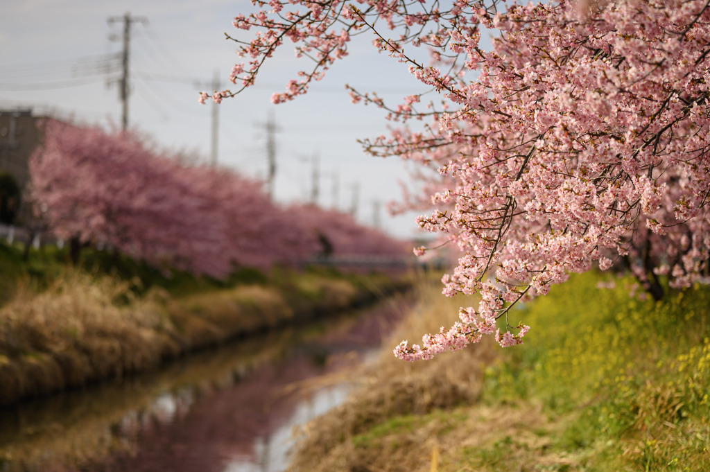 青毛堀川の河津桜3