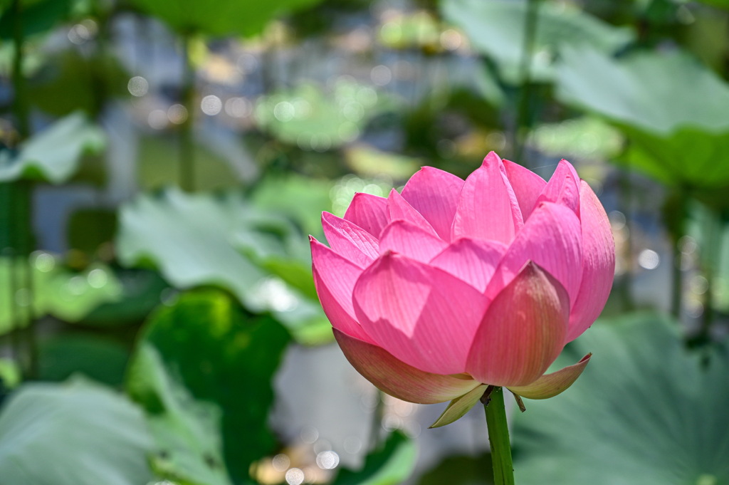 9FE956E9-A05F-4B4D-8929-B532E27BC4E8