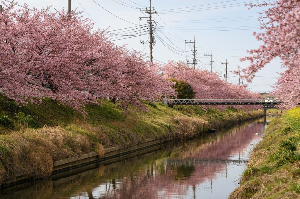 青毛堀川の河津桜2