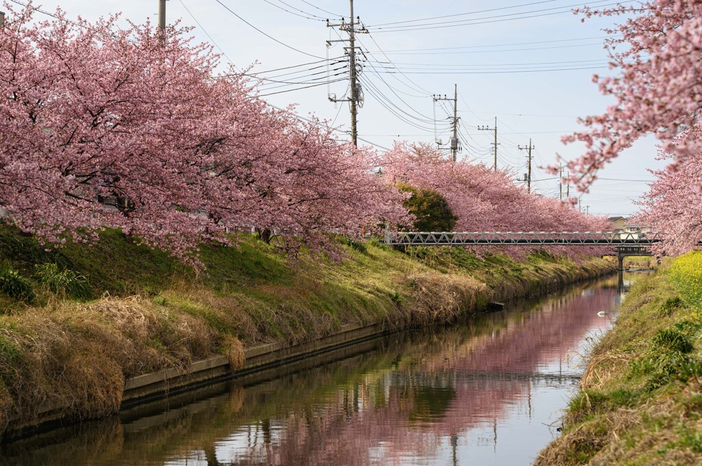 青毛堀川の河津桜2