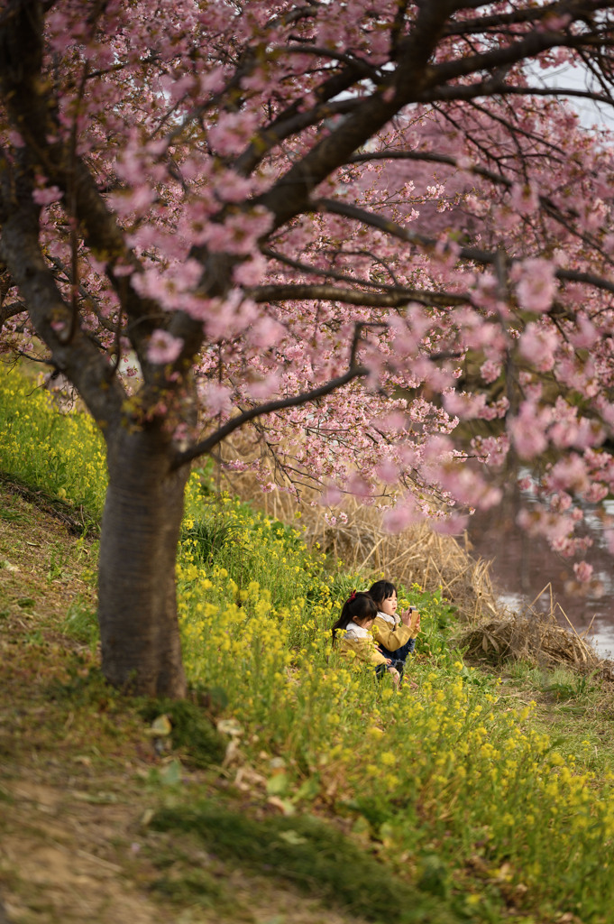 青毛堀川の河津桜7