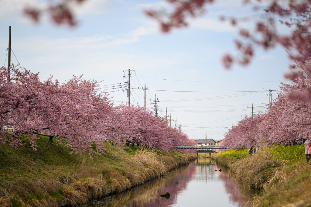 青毛堀川11