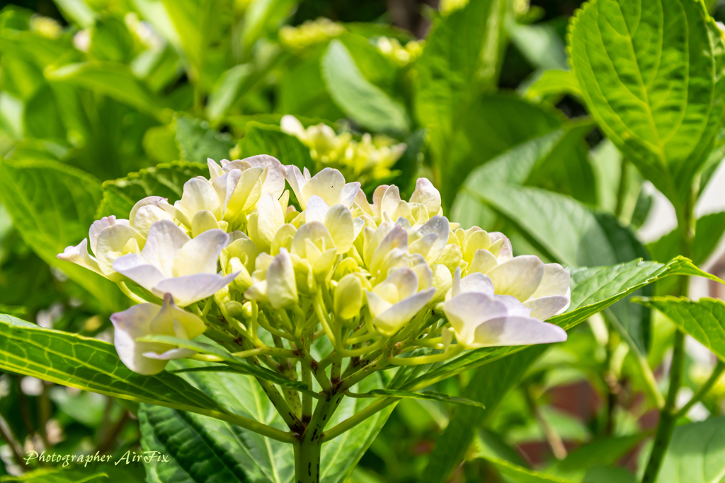 公園の紫陽花Ⅶ