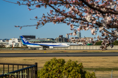 Cherry blossoms are blooming#4