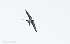 swallow 6
