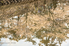 cherry blossoms Ⅴ