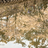 cherry blossoms Ⅴ