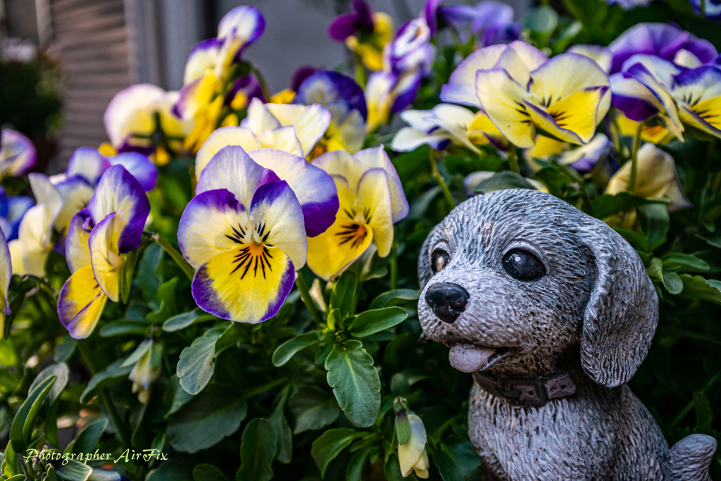 我が家の花たちⅤ