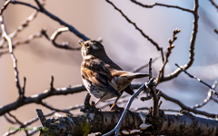 bird‐watching 3