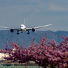 ANA JA819A&cherry blossom