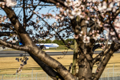 Cherry blossoms are blooming#5