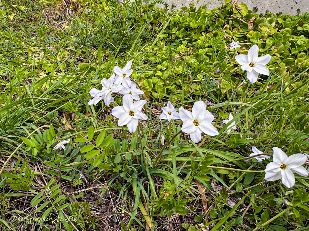 ハナニラ(花韮)