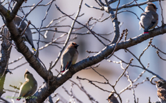 bird‐watching 4