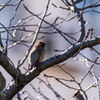 bird‐watching 4
