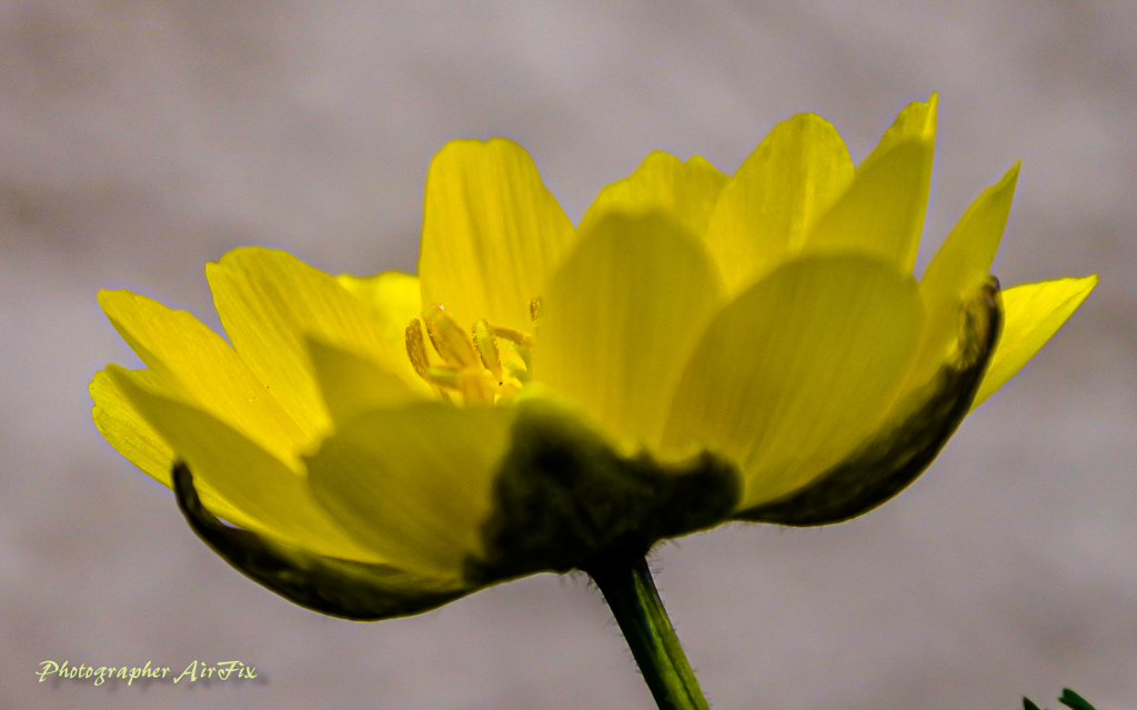My-Home Flower 4