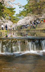 cherry blossoms Ⅵ
