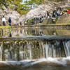 cherry blossoms Ⅵ