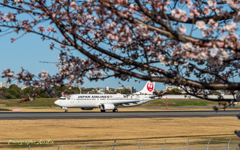 Cherry blossoms are blooming#2