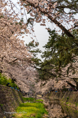 cherry blossoms Ⅲ