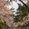 cherry blossoms Ⅲ
