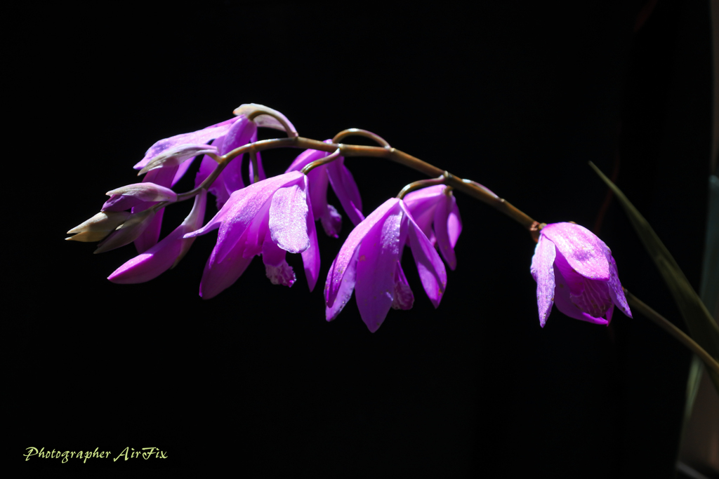 flowers in my garden#2