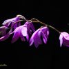 flowers in my garden#2