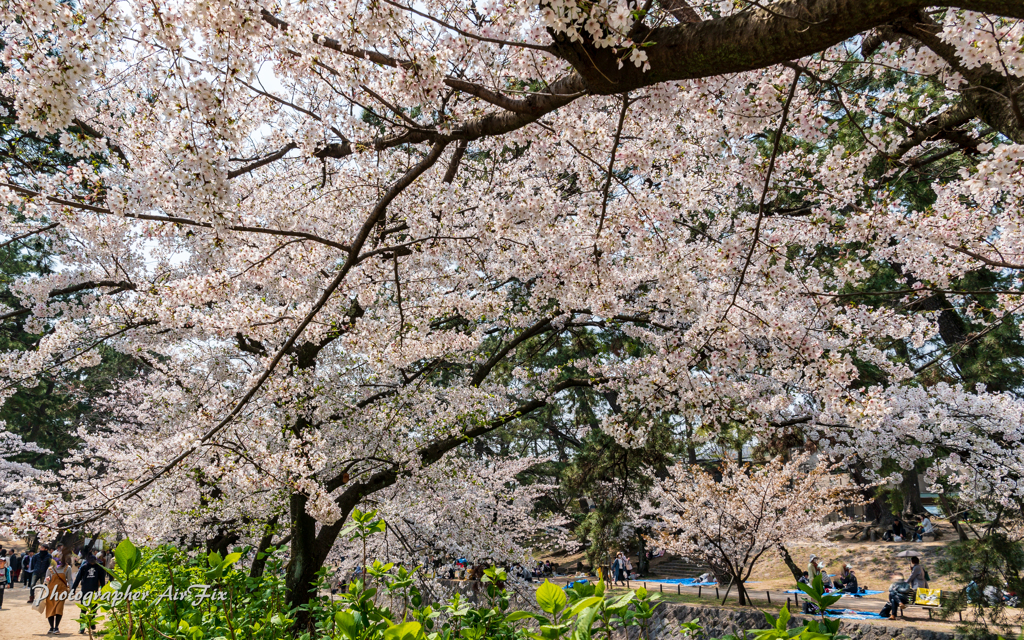 cherry blossoms Ⅶ