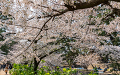 cherry blossoms Ⅶ