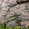 cherry blossoms Ⅶ