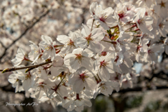 cherry blossoms Ⅱ
