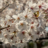 cherry blossoms Ⅱ