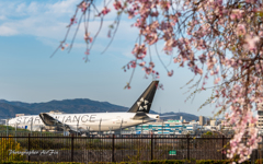 スタアラ＆枝垂れ桜