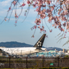 スタアラ＆枝垂れ桜