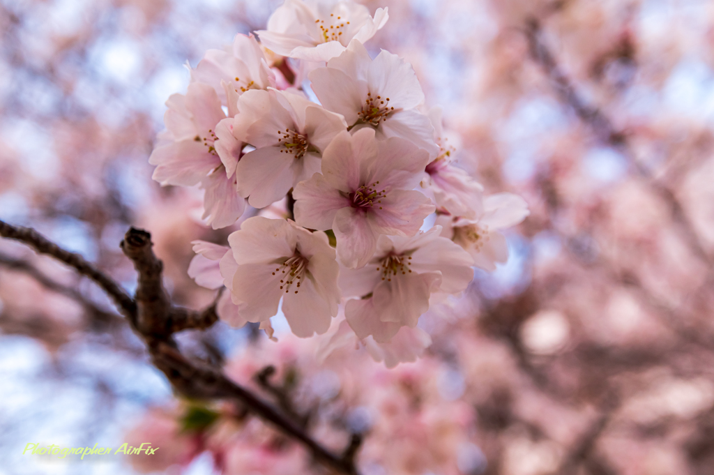 SAKURA Ⅱ