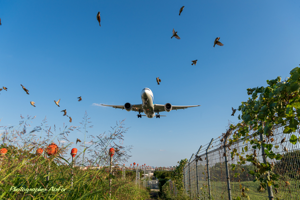 Sanctuary for airplane photography 2