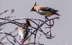 bird‐watching 7