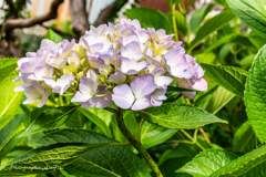公園の紫陽花Ⅳ