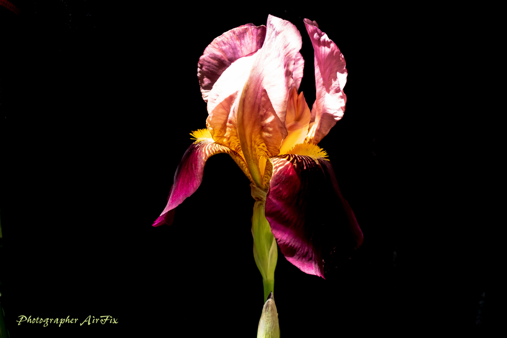 flowers in my garden#4