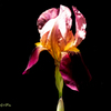 flowers in my garden#4