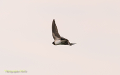 swallow 2