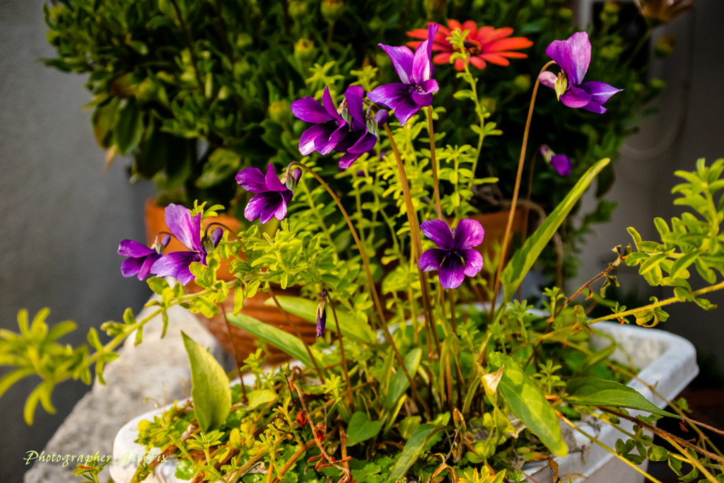 我が家の花たち