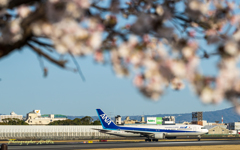 Cherry blossoms are blooming#6