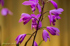 Hyacinth orchidⅡ
