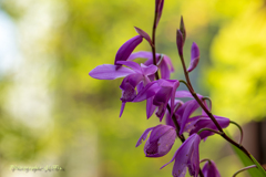 Hyacinth orchid