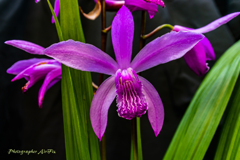 Bletilla striata Ⅲ