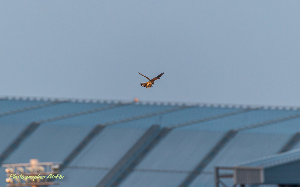 この子は確か・・・5